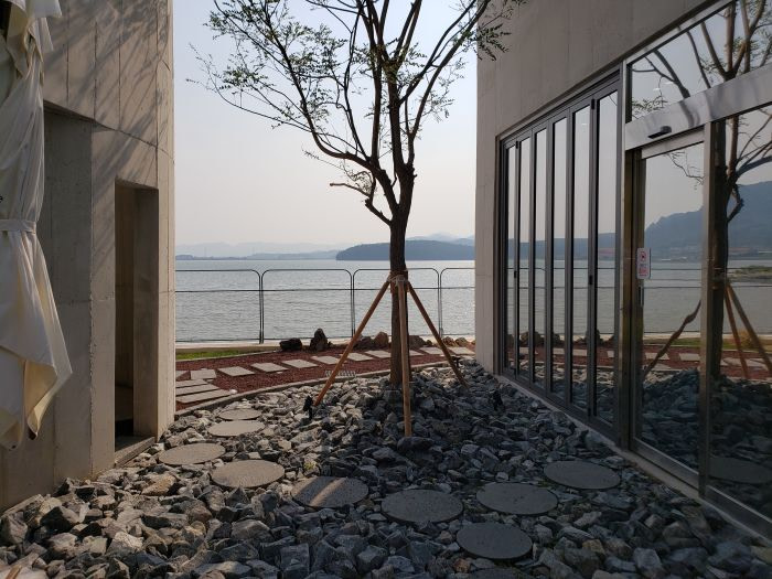 A tree growing in rocks between buildings