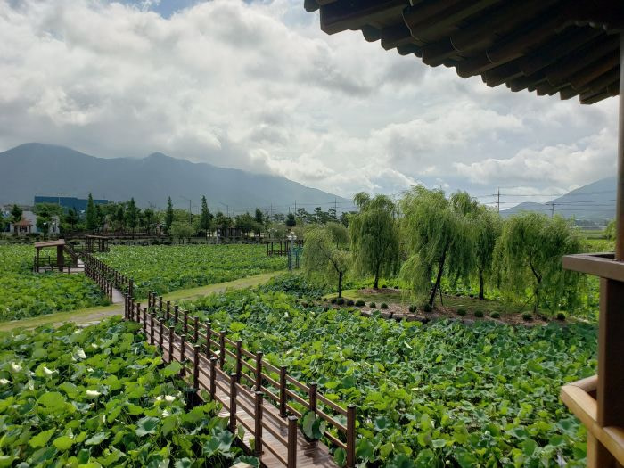 View of lotus ponds with a boardwalk through them