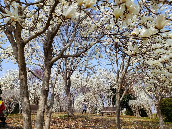 Benches under white magnolia trees at Namsan Park
