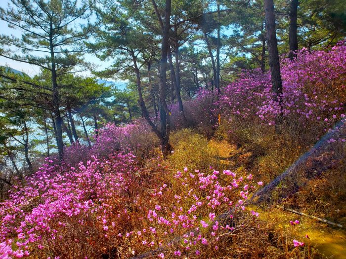 A hillside full of purple azalea flowers on Solseom Island