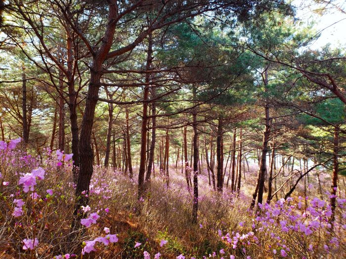 Pine trees sticking out of purple azalea flowers