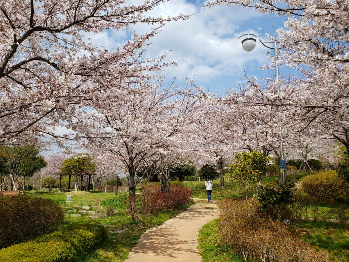 A woman walking along a path through cherry blossoms in Namsan Park