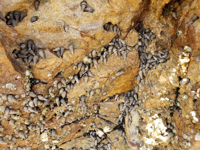 Numerous shells gathered on crevices of a rock