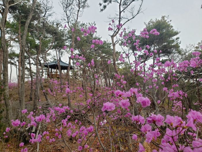 Pink azalea flowers on a hill with a gazebo