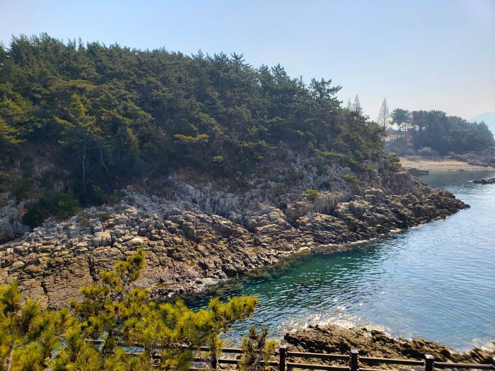A rocky shore with a pine forest