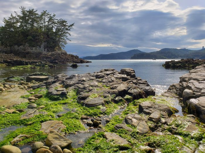 Seaweed exposed among rocks along an island