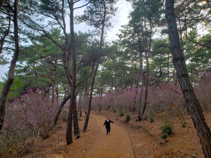 A toddler trotting along a path through purple azalea flowers on Boli Island