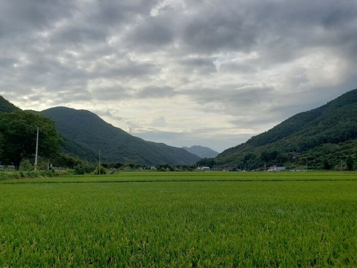 A flat area of rice paddies around the moutains