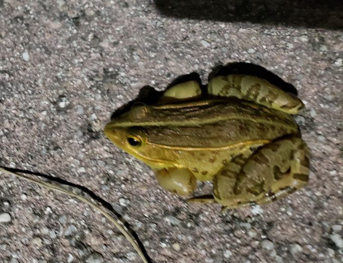 A greenish-brown frog on pavement at night
