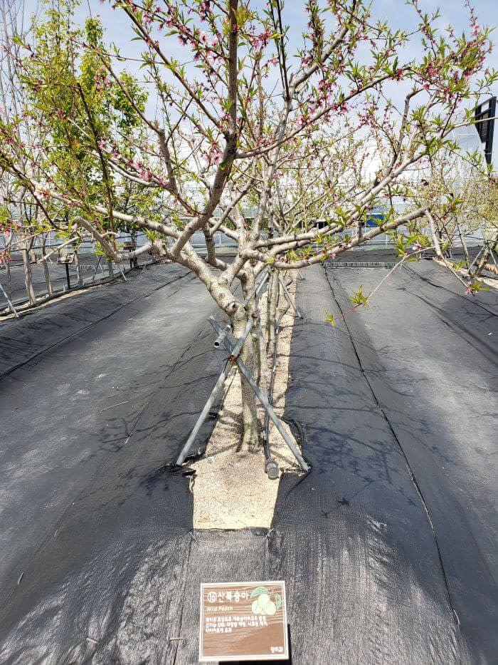 A row of wild peach trees in the experimental crop section