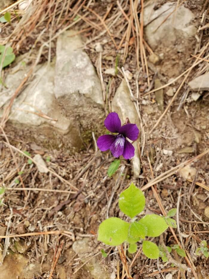 A lonely dark purple flower growing next to a rock
