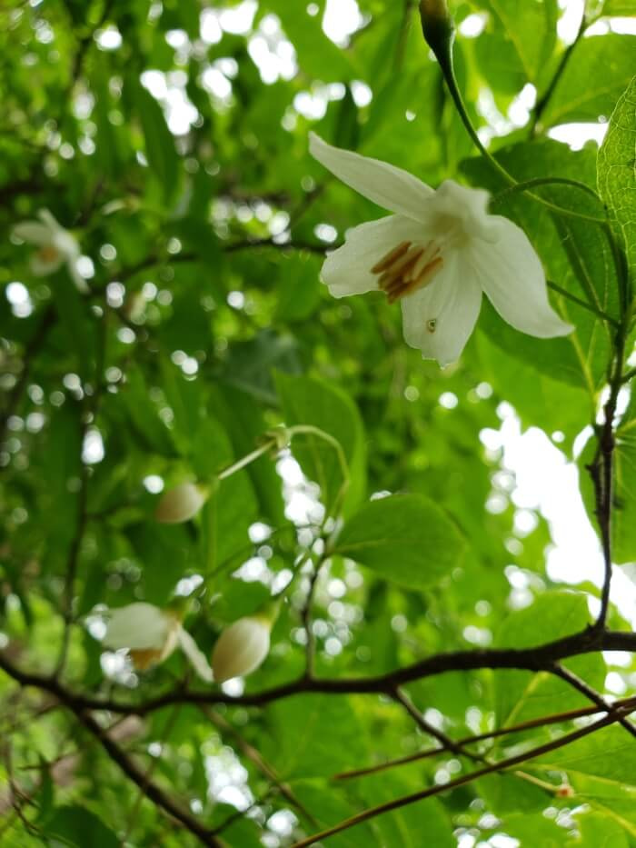 A closeup of a white flower on a tree and some other buds in the background