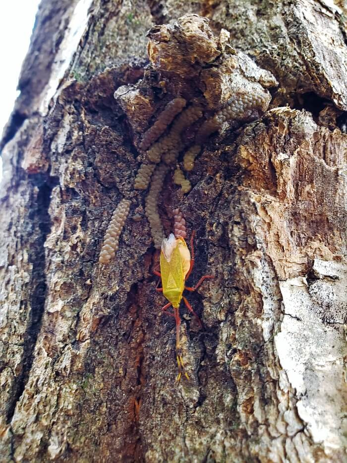 A yellow insect with red legs on a tree trunk