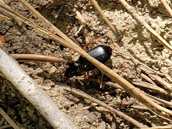 A black beetle among pine needles