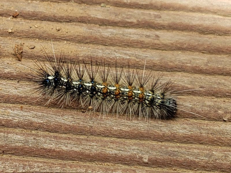 A hairy, colorful caterpillar on a board