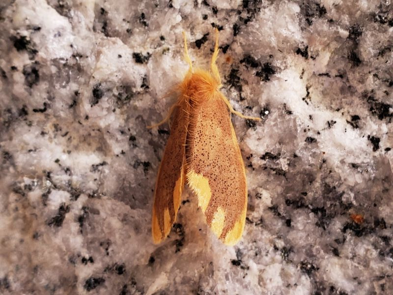 A brown moth with a hairy head
