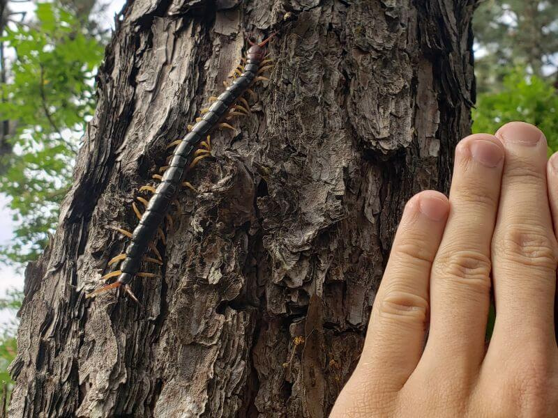 A large centipede on the trunk of a pine tree next to a hand for size reference