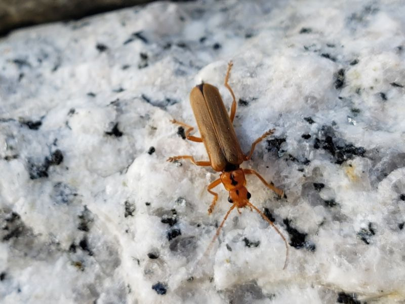An orange beetle with a black violin mark