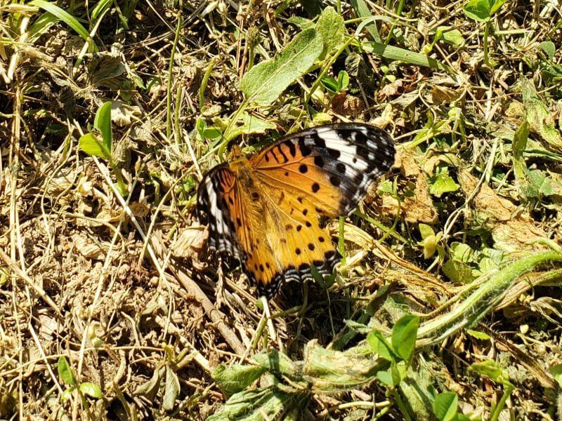 An orange, black, and white butterfly in the grass