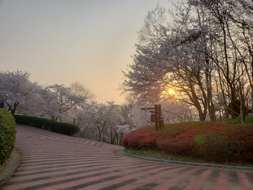 Paved junction at Namsan with cherry blossoms at sunset