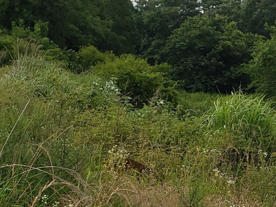 Korean wild deer partially hidden in tall grass