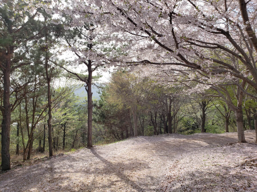 Namsan trail with cherry blossoms
