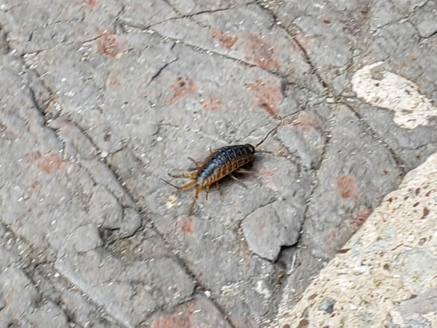A bug resembling an isopod on a rock