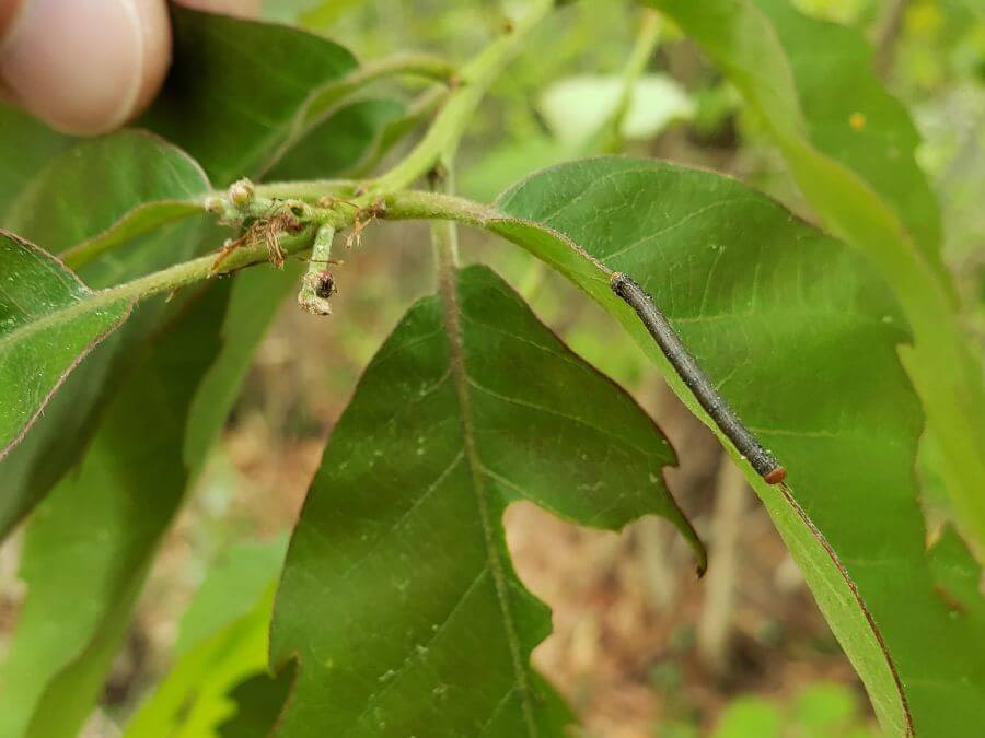 An inchworm or something on a leaf