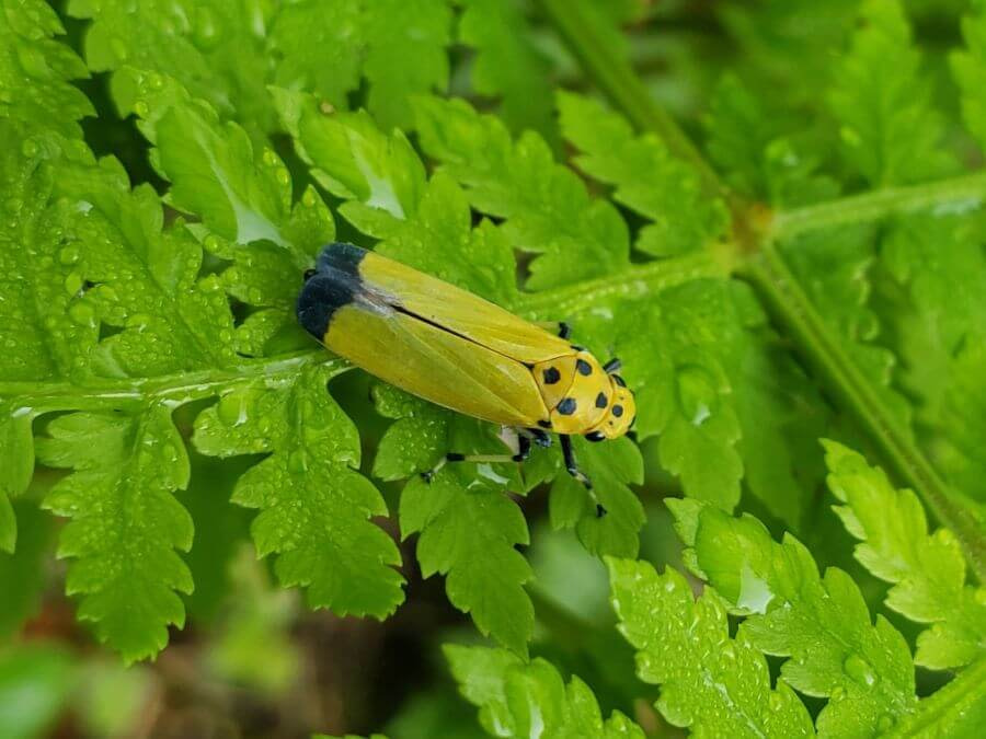 Leaf hopper on a wet fern