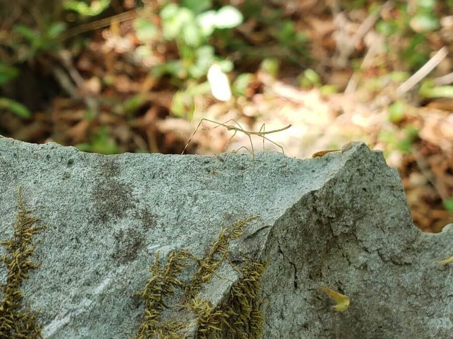 Baby stick bug on a rock
