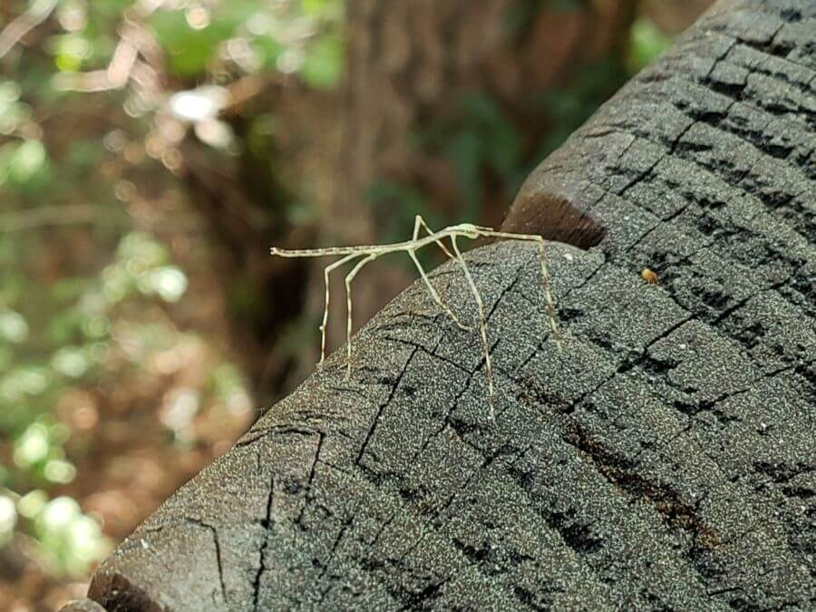 Baby stick bug on a wooden post