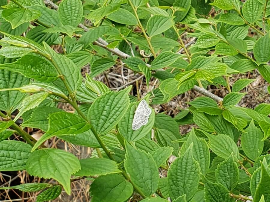 A white moth with black speckles