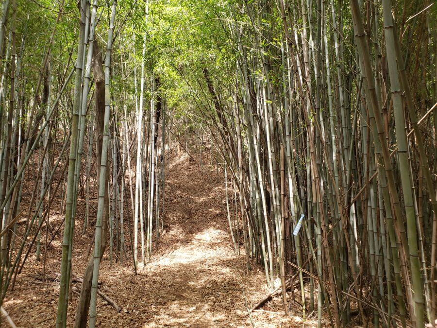 Bamboo forest at Jeokseoksan Mountain in Goseong