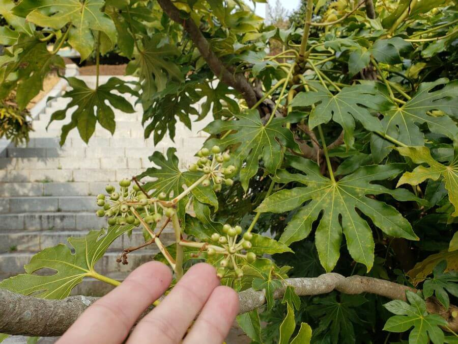 A fig tree with baby fig buds