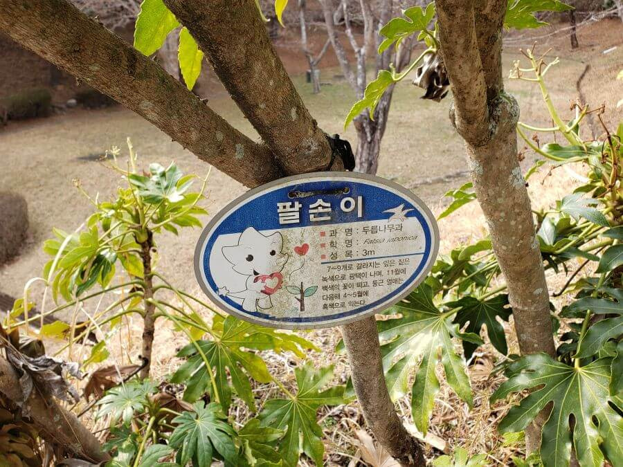 A fig tree labeled with a sign in Korean