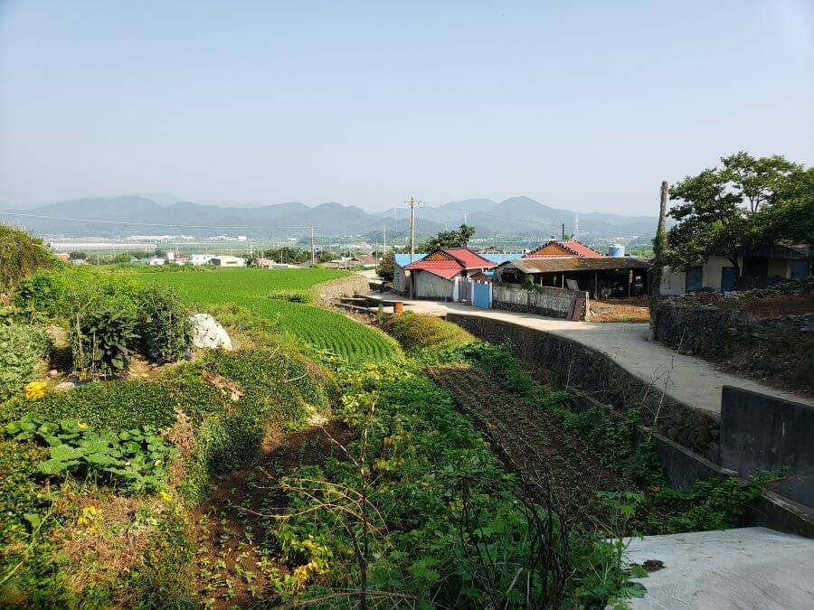 Gardens along a village road in Korea