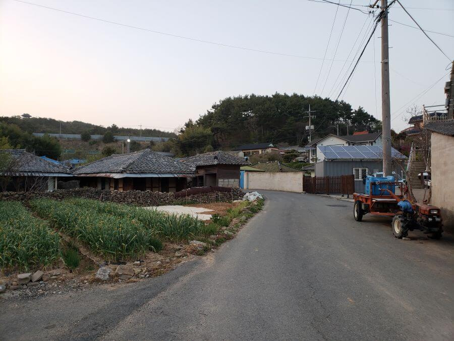 Garlic growing along a hanok and stone wall in a village in Goseong