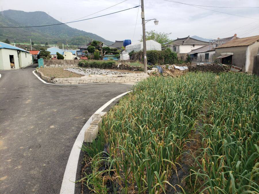 Garlic plants growing along a road