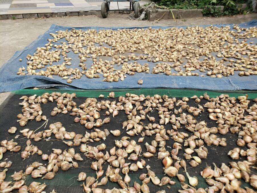 Harvested garlic cloves spread out on a driveway
