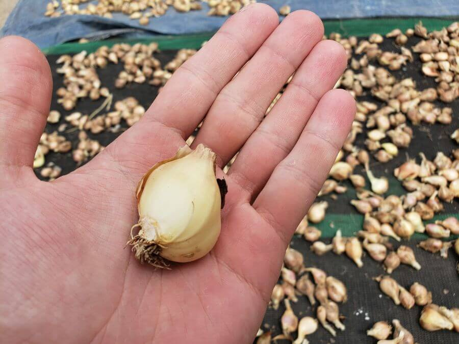 A large clove of garlic in the palm of a hand