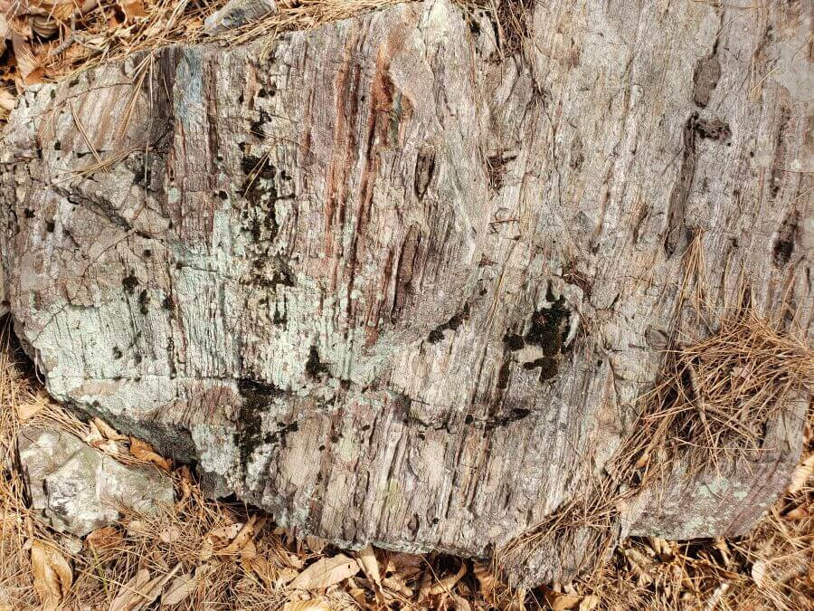 A large rock with streaks and lines resembling petrified wood