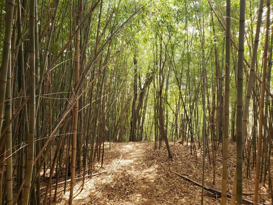 A path through a bamboo forest