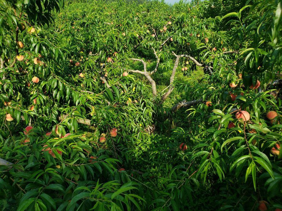 Peaches growing on a peach tree