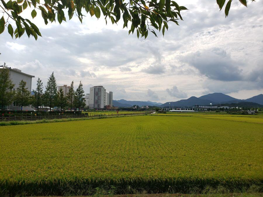 Golden rice fields almost ready for harvest