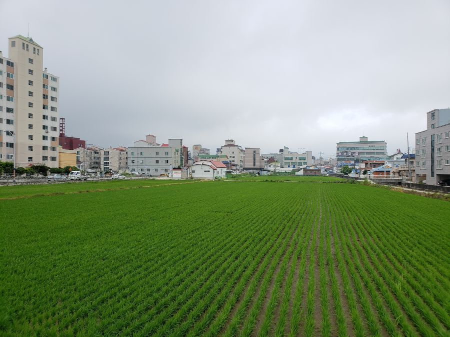 Rice growing between buildings in a field