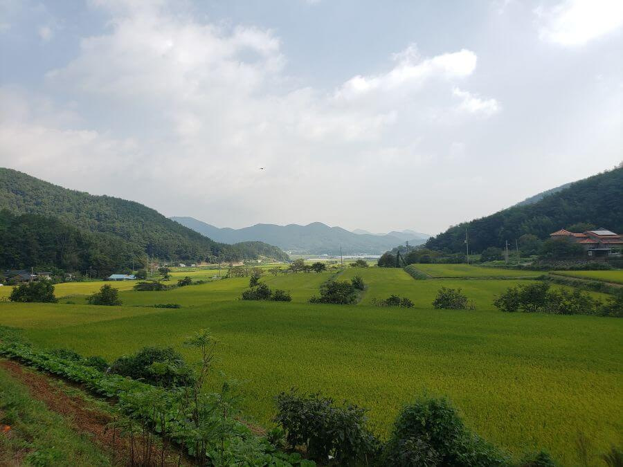 Slightly golden rice fields and mountains