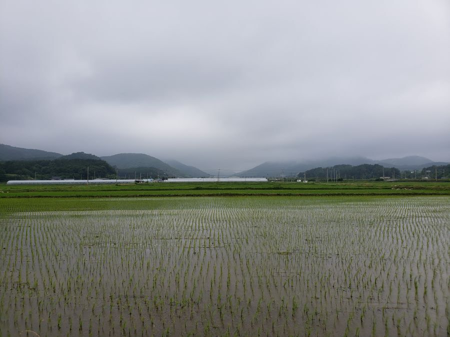 Small rice sprouts in a flooded field