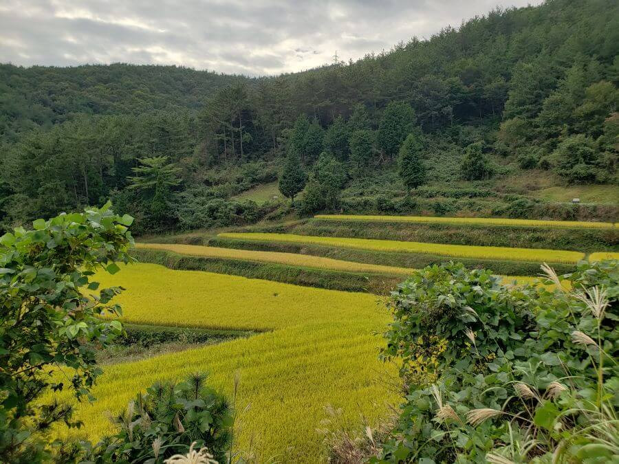 Staggered golden rice paddies