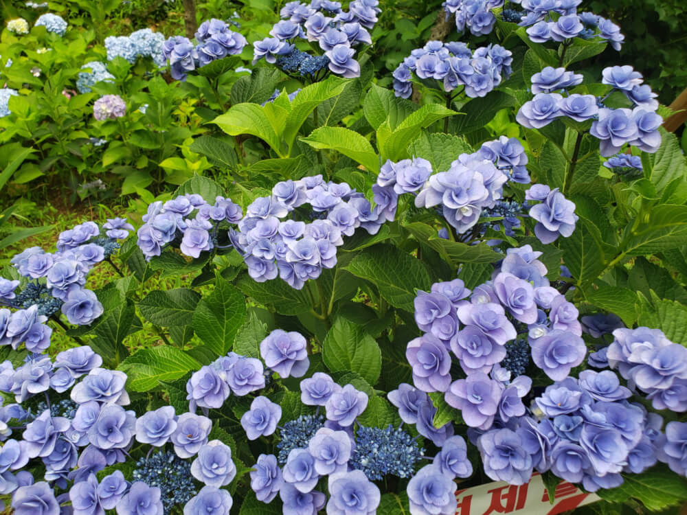 Blue hydrangea flowers