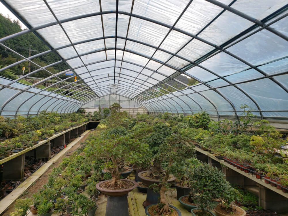 Greenhouse of potted trees at Chunhwaui Joengwon